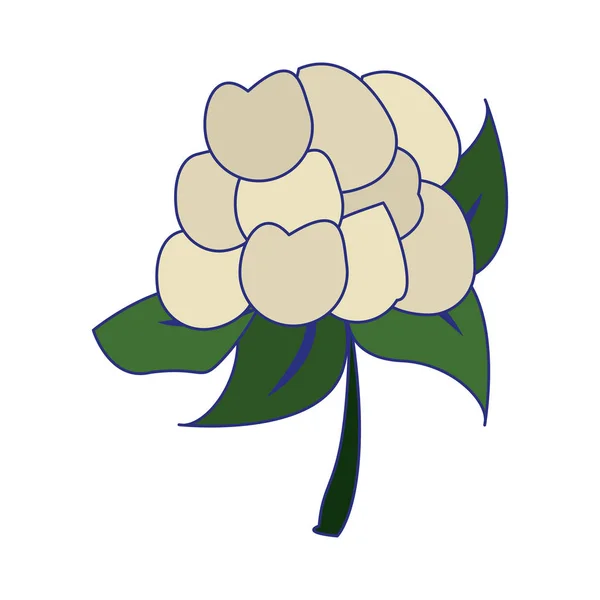 Caulliflower légumes alimentation saine dessin animé lignes bleues — Image vectorielle