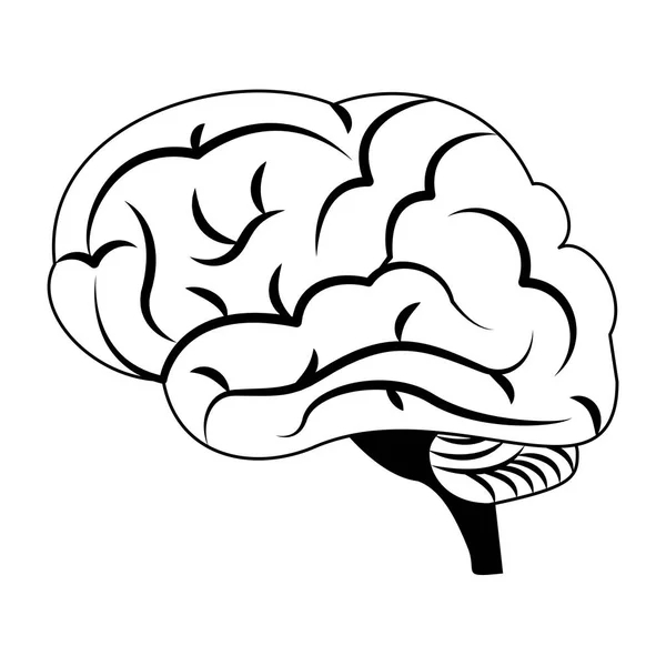 Gehirn Größe Ansicht Symbol Karikatur in schwarz und weiß — Stockvektor