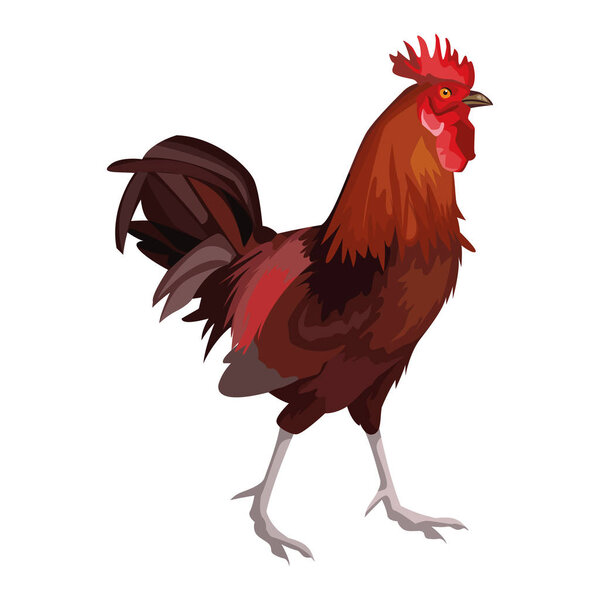 rooster icon cartoon