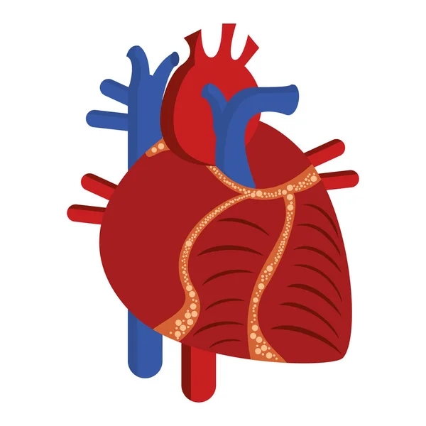 人間の心臓漫画孤立 — ストックベクタ