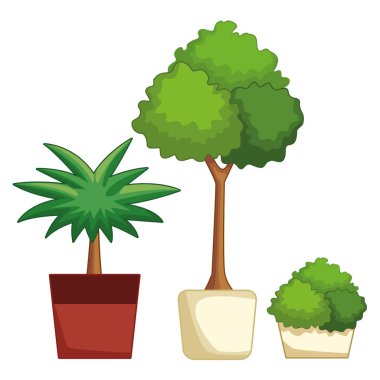 saksıda dekoratif bitkiler