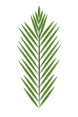 yaprak simgesi karikatür izole