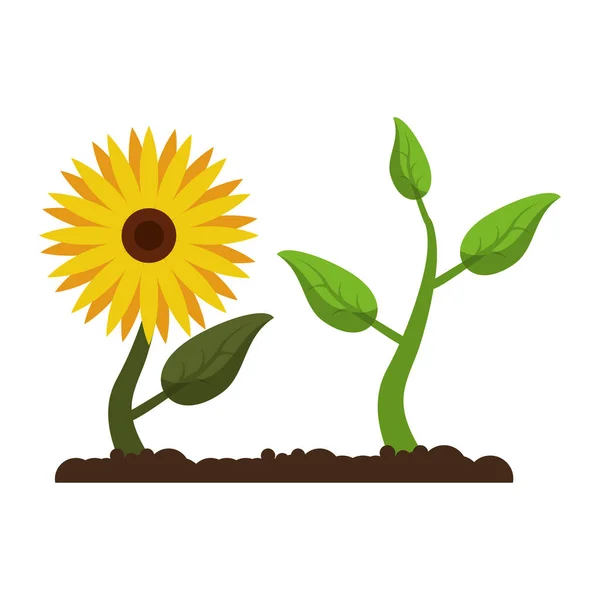 Sunflower with plant growing cartoon — Stock Vector