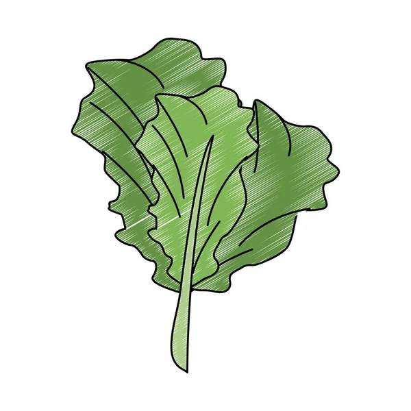 Épinards légumes frais gribouillis — Image vectorielle