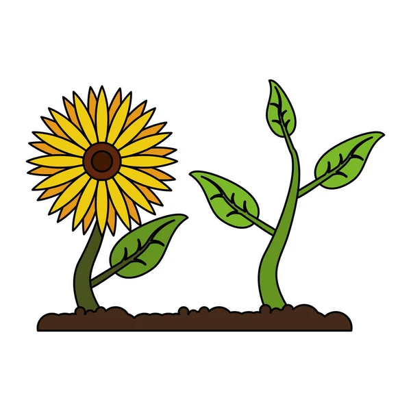 Sunflower with plant growing cartoon — Stock Vector