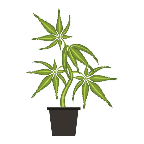 Cannabis martihuana sativa hampa tecknad — Stock vektor