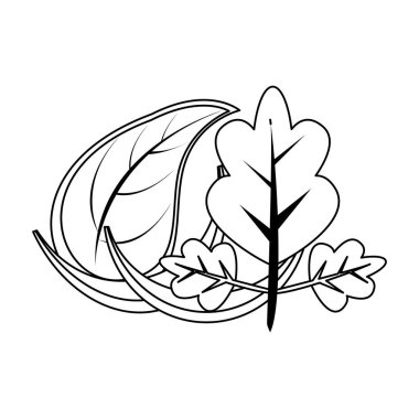 kırmızı soğan tasarımı