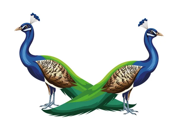 Páva madár ikon rajzfilm elszigetelt — Stock Vector