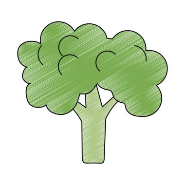 Brokoli taze sebze karalama