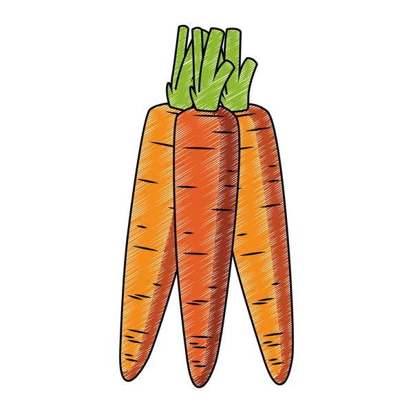 Carrots fresh vegetables scribble — Stock Vector