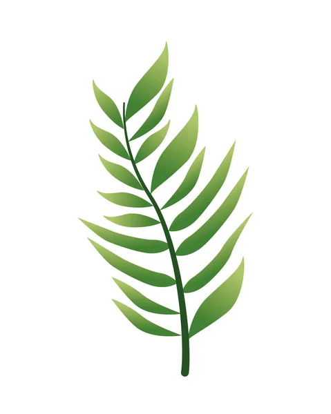 热带叶子棕榈装饰图标 — 图库矢量图片