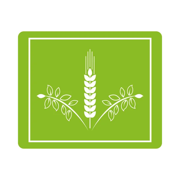 Espigas plantas producto orgánico icono — Vector de stock