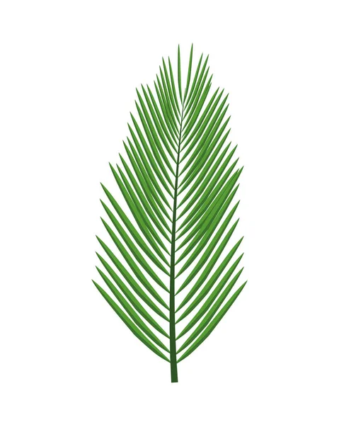 Tropisches Blatt Palme Sommer Symbol — Stockvektor