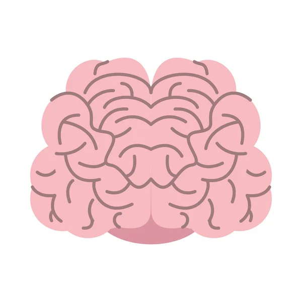 Cerveau organe humain icône isolée — Image vectorielle