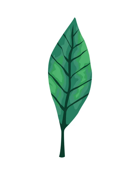 Tropisches Blatt Palme Natur-Symbol — Stockvektor