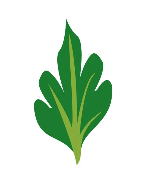 Ispanak sağlıklı sebze ikonu — Stok Vektör