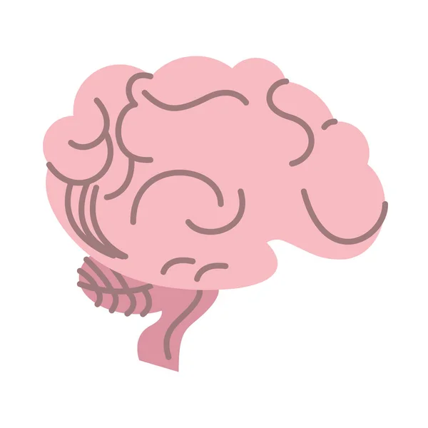 Beyin organı izole edilmiş simge — Stok Vektör