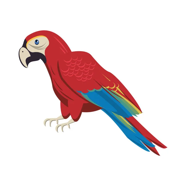 Vild exotisk makaw fågel ikon — Stock vektor