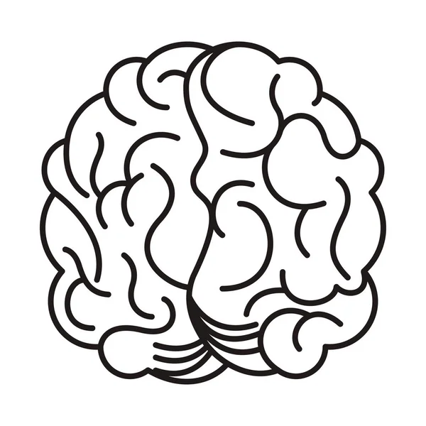 Cerveau organe humain icône isolée — Image vectorielle