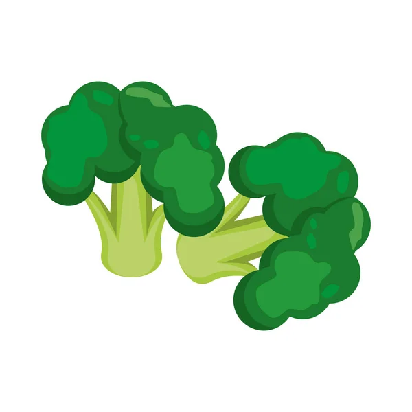 Fresh broccoli healthy vegetable icon — Stock Vector