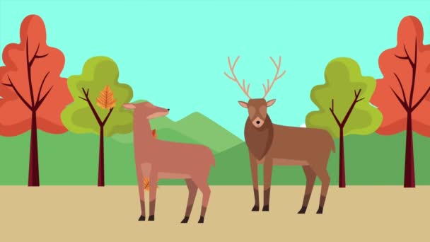 Hallo Herbst Animation mit Rentierpaar in der Waldszene — Stockvideo