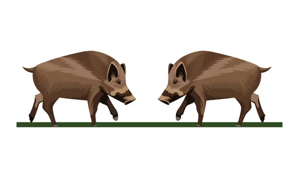 Wild pigs animals nature icons — Stock Vector