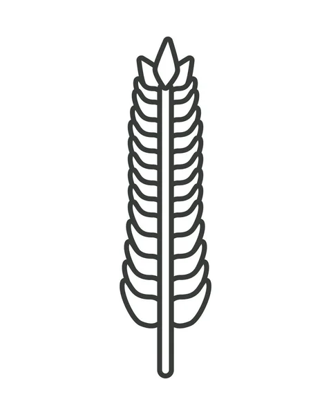 Monochrome barley wheat spike nature icon — Stock Vector