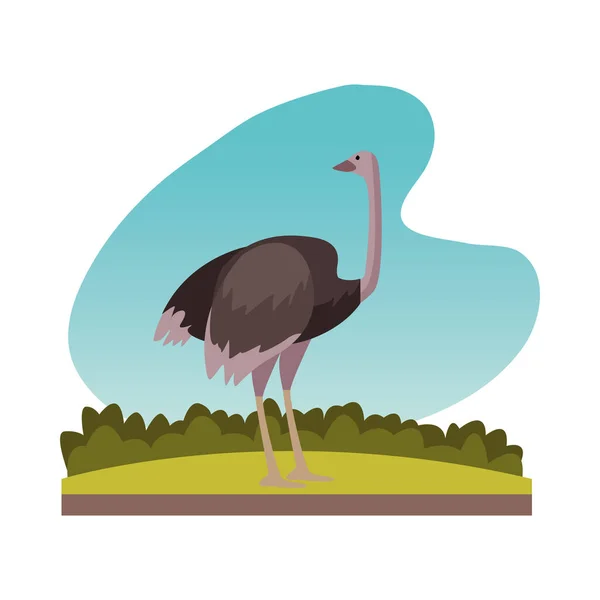 Икона природы диких страусов — стоковый вектор