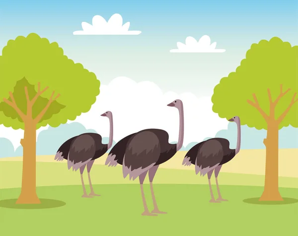 Grupo de animales de avestruces silvestres en el campo — Vector de stock