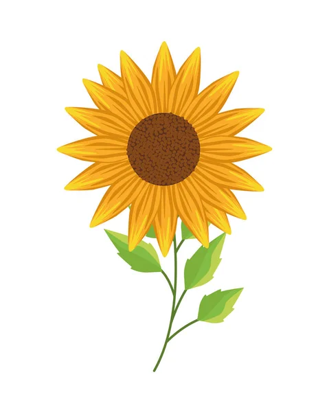 Beautiful sun flower and leafs garden nature icon — Stock Vector