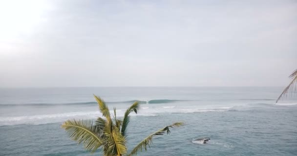 Drone avançando entre palmeiras tropicais na costa para revelar o panorama épico do oceano aberto com ondas espumantes . — Vídeo de Stock