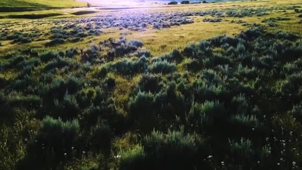 Drone Latający bardzo blisko i następujące dzikie jelenie w niesamowite sielankowy trawa krajobraz prairie zwykłego pola z kwiatami. — Wideo stockowe
