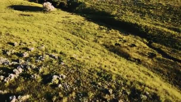 Drone sigue bandada de ciervos salvajes corriendo en impresionantes praderas pastorales paisaje de campo de pradera con flores . — Vídeo de stock