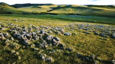 Pastoral pastoral bahar çimen peyzaj alanlarındaki yaklaşık iki geyik uçan uçak şaşırtıcı Mor çiçeklerle kaplı.