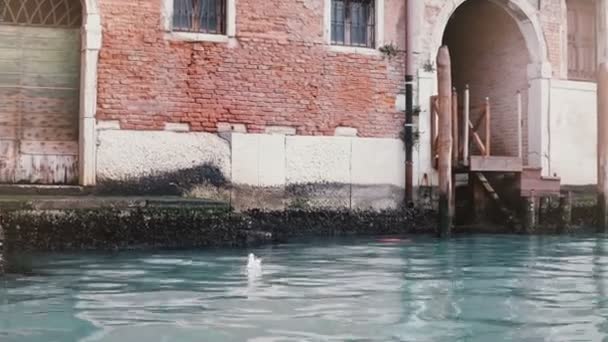 Camera zooms in on beautiful atmospheric red building on Venice canal, Italy with beautiful blue water and seagull on it — Stock Video