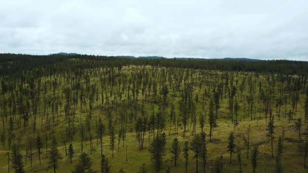 Drone aéreo tiro de grande floresta paisagem montanhosa limpo coberto com árvores jovens finas, incrível parque nacional skyline . — Vídeo de Stock