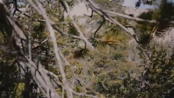 Vista lateral jovem garota local caminhadas com mochila entre belas rochas no parque nacional de Yosemite floresta lago câmera lenta . — Vídeo de Stock