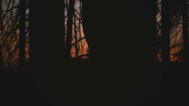 Slow motion shot from car window of beautiful red sun going down on sunset between dark trees in Yosemite park woods. — Stock Video