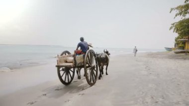 5 Mayıs 2018 arkadan görünüşü geleneksel renkli katır arabası araba iki kişi ile doğal plaj Sri Lanka boyunca hareket üzerinde.