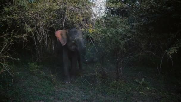 Beautiful picture of big wild mature elephant flapping ears, eating green tree leaves in dark sunset forest slow motion. — Stock Video