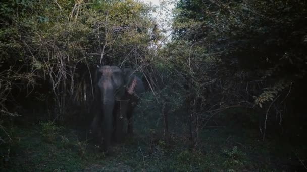 Increíble imagen de un gran elefante salvaje indio maduro mirando a la cámara, comiendo vegetación de arbustos en el bosque oscuro cámara lenta . — Vídeos de Stock