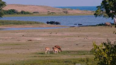 Geniş çekim yaban hayatı sahne harika bir manzara antilopas ve toplar Milli Parkı savana, çeşitli yabani hayvan gruplar