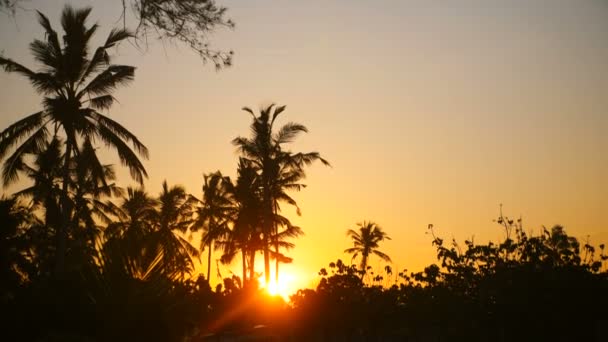 Idyllic background shot of beautiful bright yellow sun going up among palm tree silhouettes on exotic tropical sunrise. — Stock Video