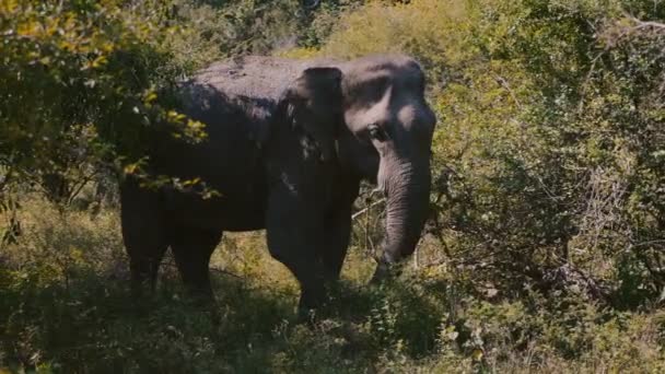 Hermosa imagen de gran elefante salvaje tranquilo comiendo hierba verde en hábitat natural, bosque soleado de verano de Sri Lanka . — Vídeo de stock