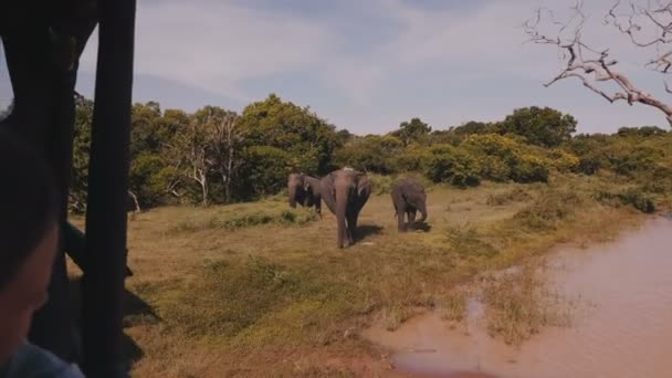 Feliz niña turista observando a la familia de elefantes en la naturaleza desde el interior del coche safari en excursión al parque nacional . — Vídeo de stock