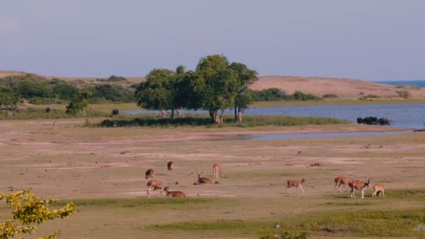 Increíble panorámica panorámica, varios grupos de animales salvajes en hábitat natural en el paisaje de sabana del parque nacional de Sri Lanka — Vídeo de stock