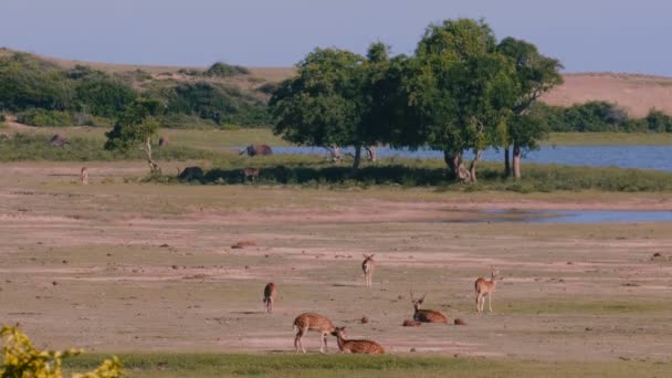 Gyönyörű wildlife, táj, több állati csoportban a antilopas és a bikák sétálni szabad nyári nemzeti park szavanna. — Stock videók