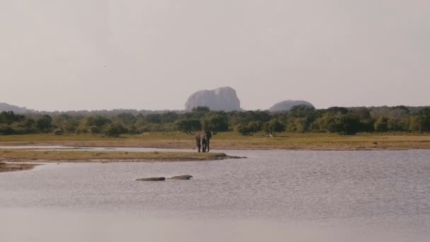 Belo tiro de fundo largo, grande único elefante selvagem à procura de comida na savana ensolarada da reserva do parque nacional . — Vídeo de Stock