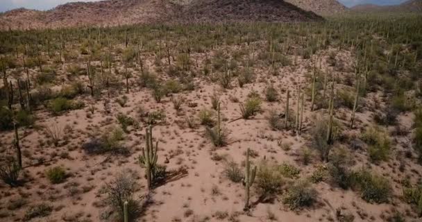 Drone vliegen laag boven gigantische Saguaro cactus woestijn veld landschap landschap in de epische Arizona nationaal park reserve Usa. — Stockvideo