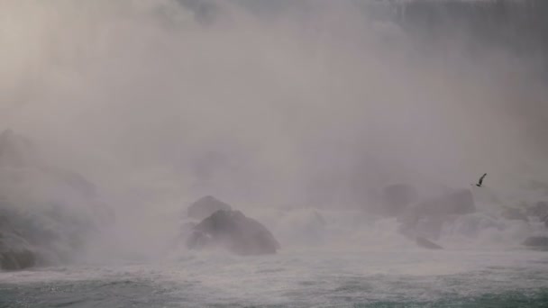 Amazing close-up shot of bird flying above raging water stream rushing down rocks and spray mist fog at Niagara Falls. — Stock Video